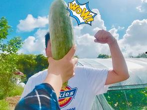 吃网红瓜心里难受,吃瓜群众的心里难受