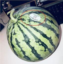 纽约网红吃瓜,一场吃瓜盛宴背后的故事